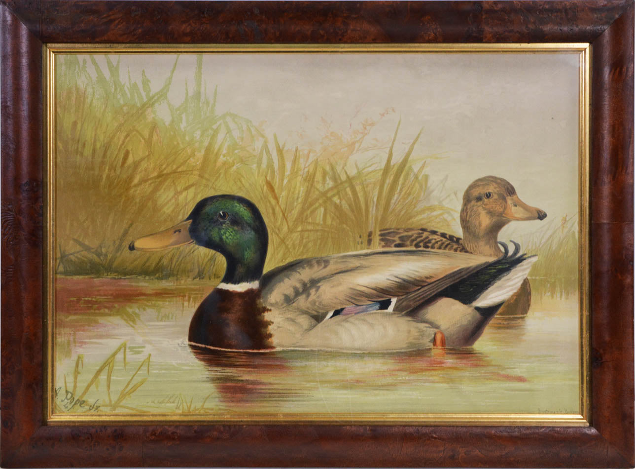 Group of Six chromolithographs of water fowl, each laid on to contemporary card, Charles Scribner's Sons, New York