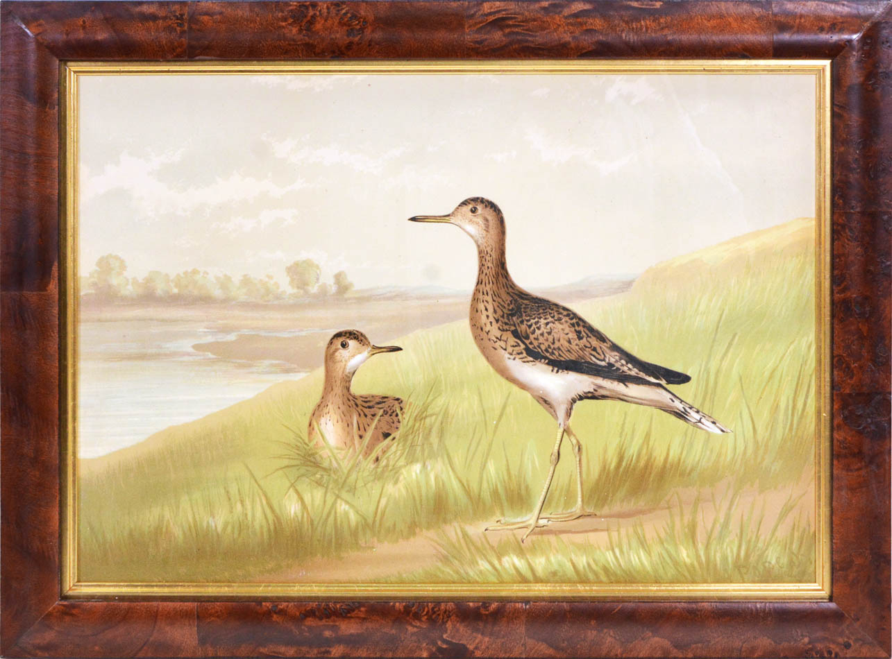 Chromolithograph by Alexander Pope, of Upland Plover, laid on to contemporary card, Charles Scribner's Sons, New York 1878.