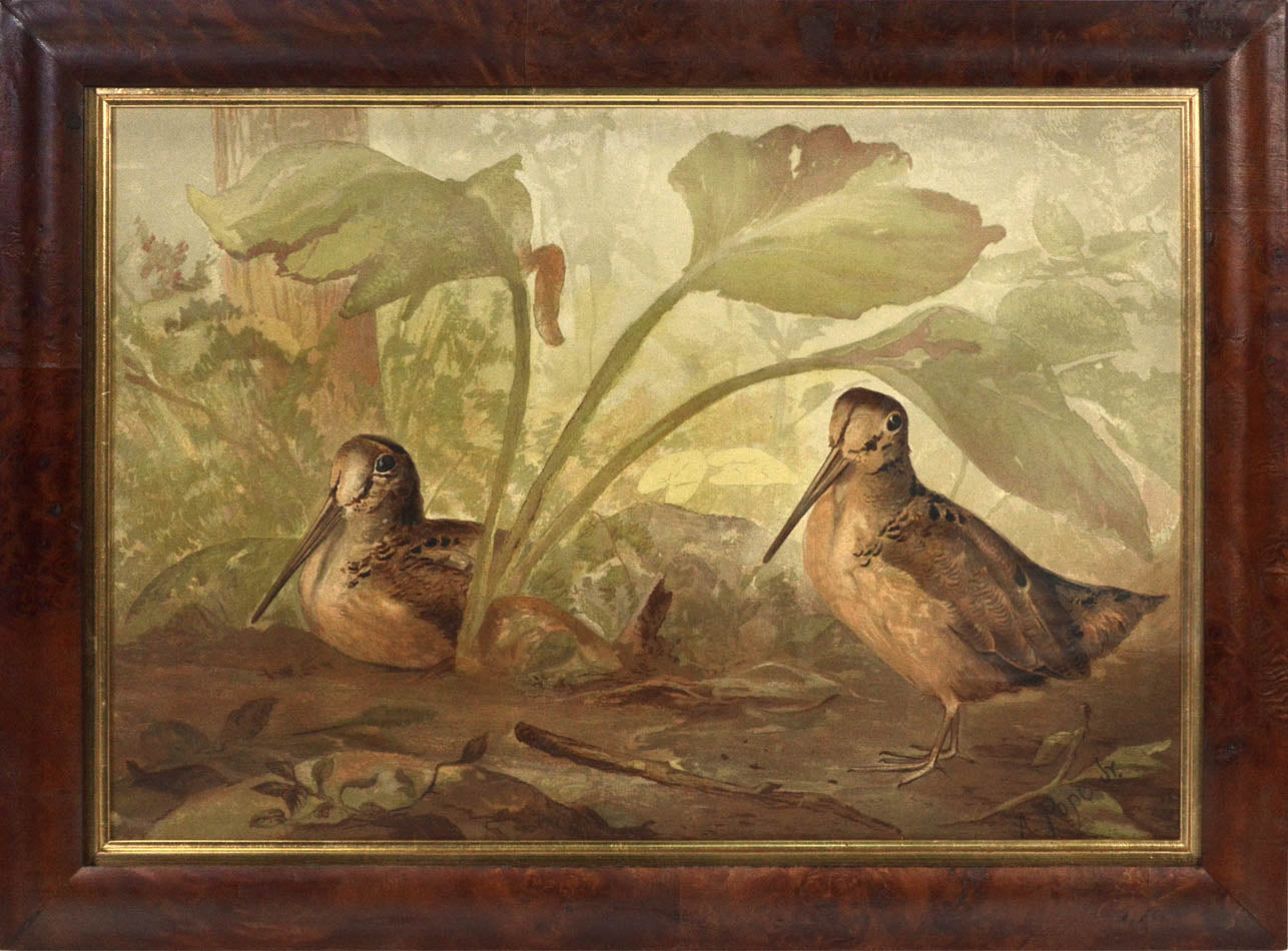 Chromolithograph of Woodcock by Alexander Pope, laid on to contemporary card, Charles Scribner's Sons, New York 1878.