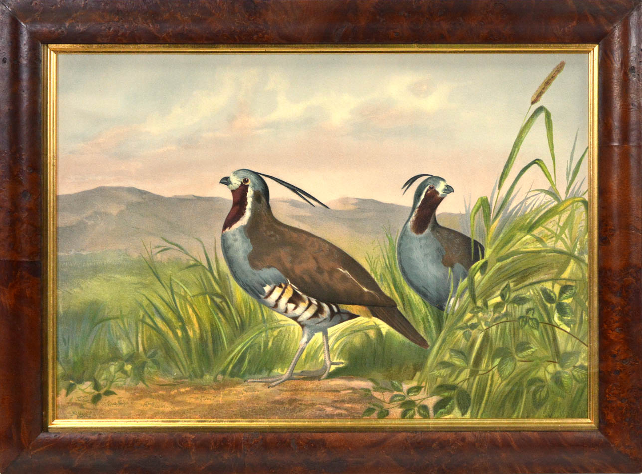 Chromolithograph of Quail by Alexander Pope Jr, laid on to contemporary card, Charles Scribner's Sons, New York, 1878.