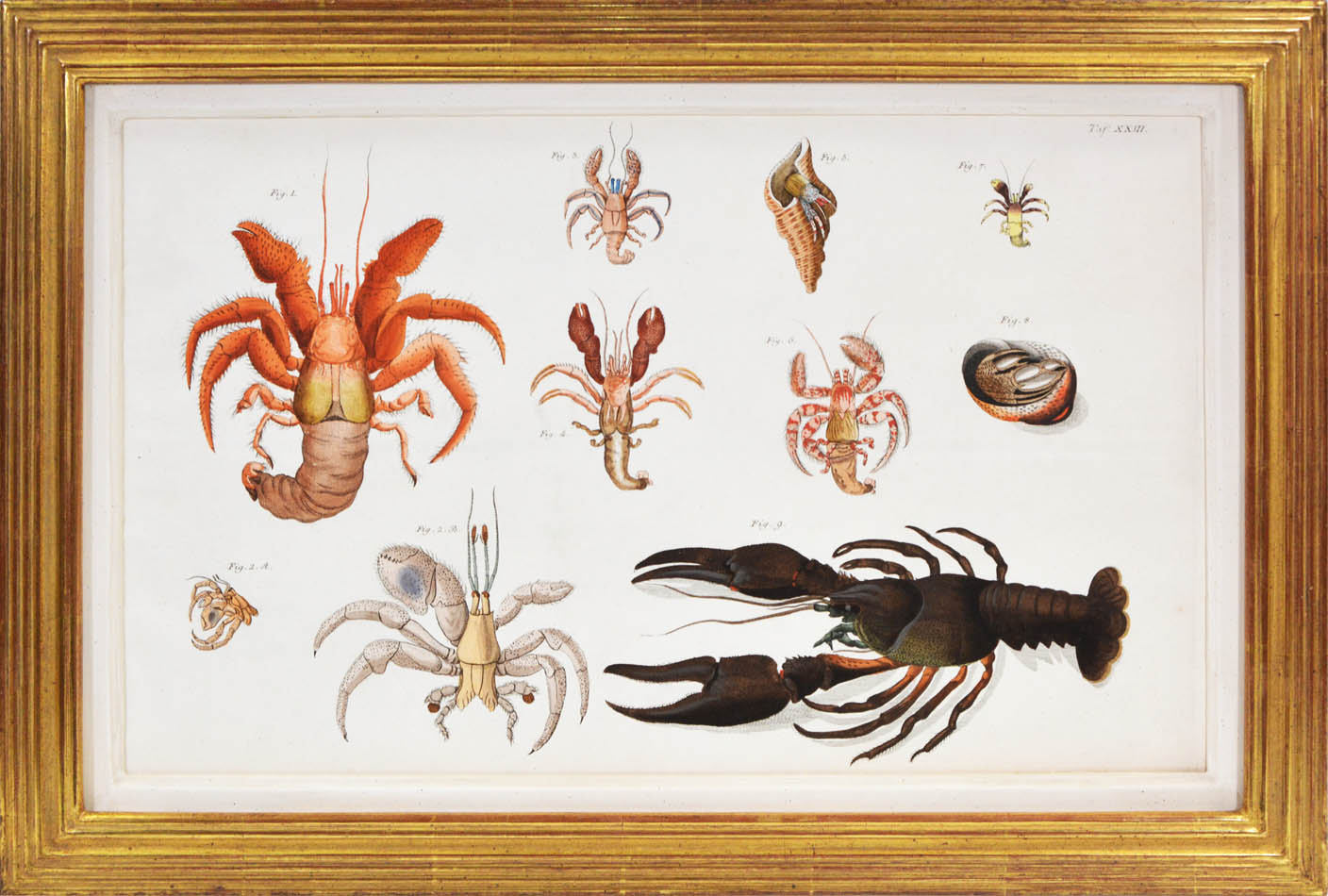 Hand coloured engraved plates of crabs by Schellenburg, Haas, Heidenreich and Schmidt.<br />Herbst was a German naturalist and entomologist.