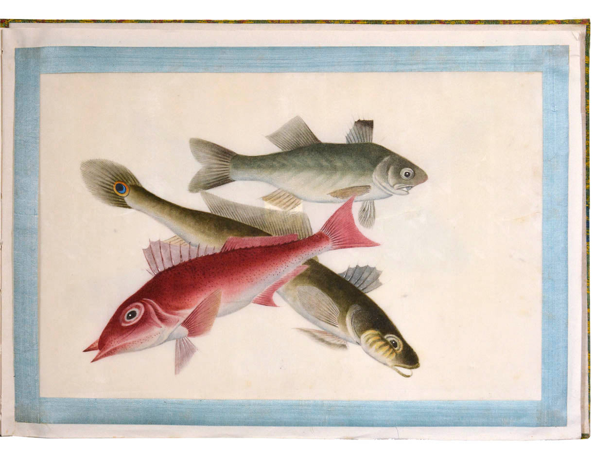 A rare set of albums by Tingqua also known as Guan Lianchang was the younger brother of Lam Qua and was the most famous of the Canton artists.