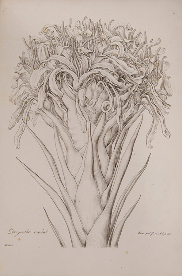 Ferdinand Bauer recorded not only botanical but also zoological specimens on the voyage to Australia of Matthew Flinders.
