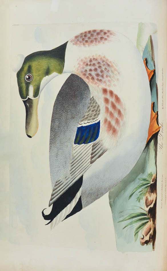 Lord's entire new system of ornithology.