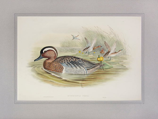 John Gould is widely considered the greatest and most ambitious of all Victorian ornithologists