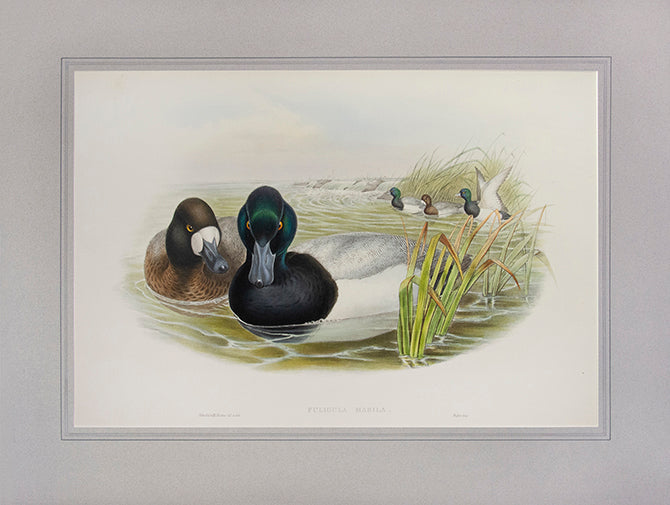 John Gould is widely considered the greatest and most ambitious of all Victorian ornithologists