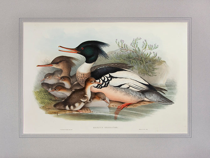 John Gould is widely considered the greatest and most ambitious of all Victorian ornithologists