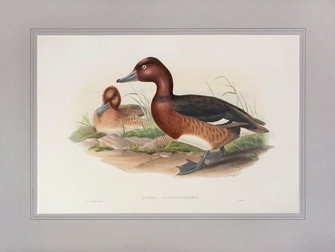 Original hand-coloured lithograph. Mounted, overall size: 69 by 52.6cm.