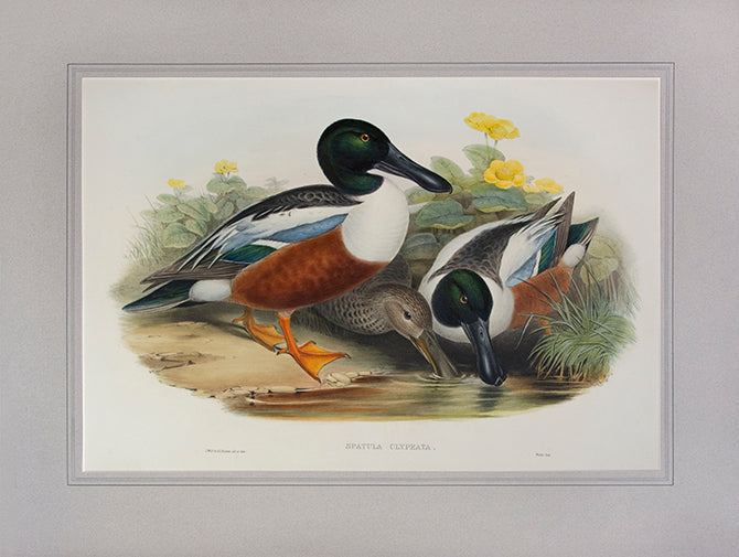 Original hand-coloured lithograph.<br />From the "Birds of Australia".<br />JOHN GOULD 1804 - 1881. Publisher Hullmandel.
