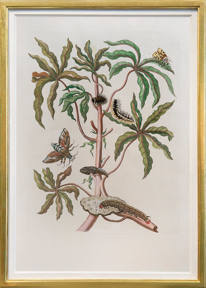 A pair of engravings by J. Mulder, P. Sluyter and D. Stoopendaal after Merian, with later hand-colour, of flowers, fruits and insects.