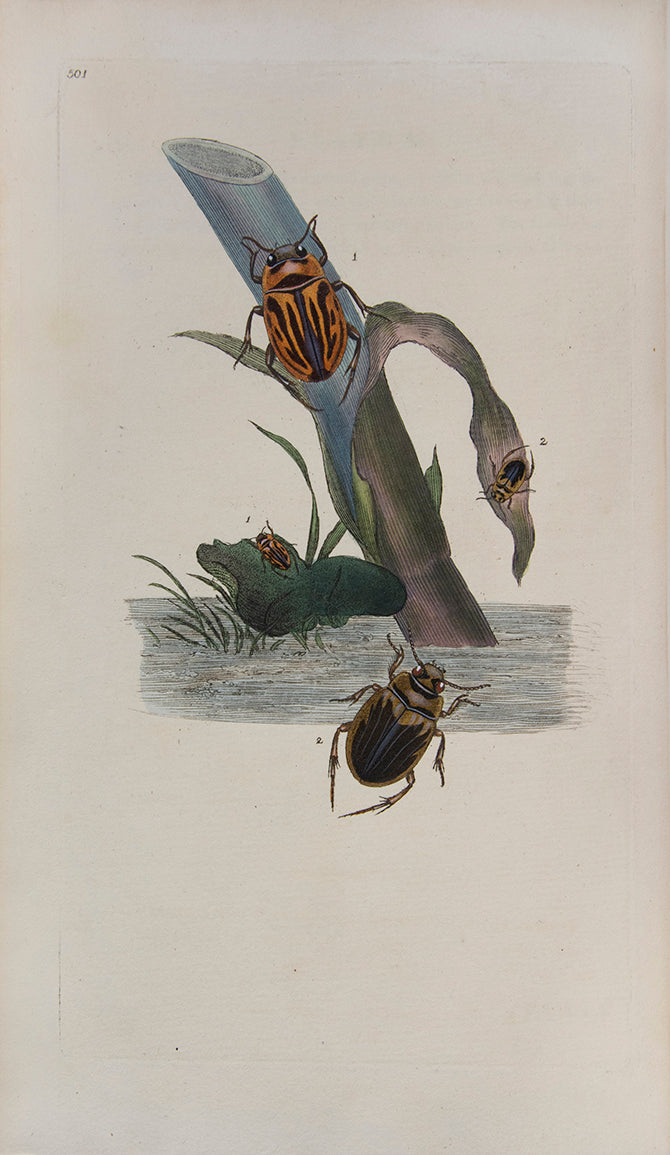 The Natural history of British Insects established Donovan's reputation. It contains high quality plates illustrating the life-cycles of the insects,