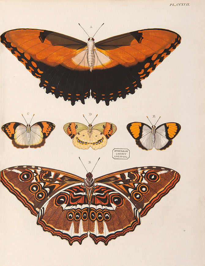 This important history of entomology, abundantly described and beautifully illustrated, is the first book on exotic butterflies using the Linnean system.