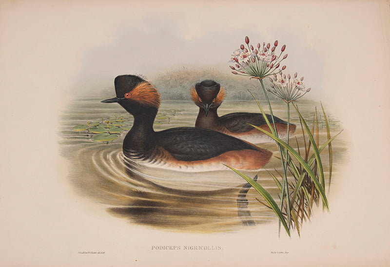 John Gould is widely considered the greatest and most ambitious of all Victorian ornithologists
