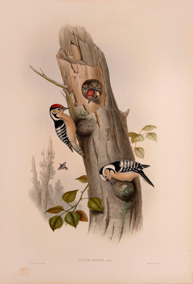 John Gould is widely considered the greatest and most ambitious of all Victorian ornithologists