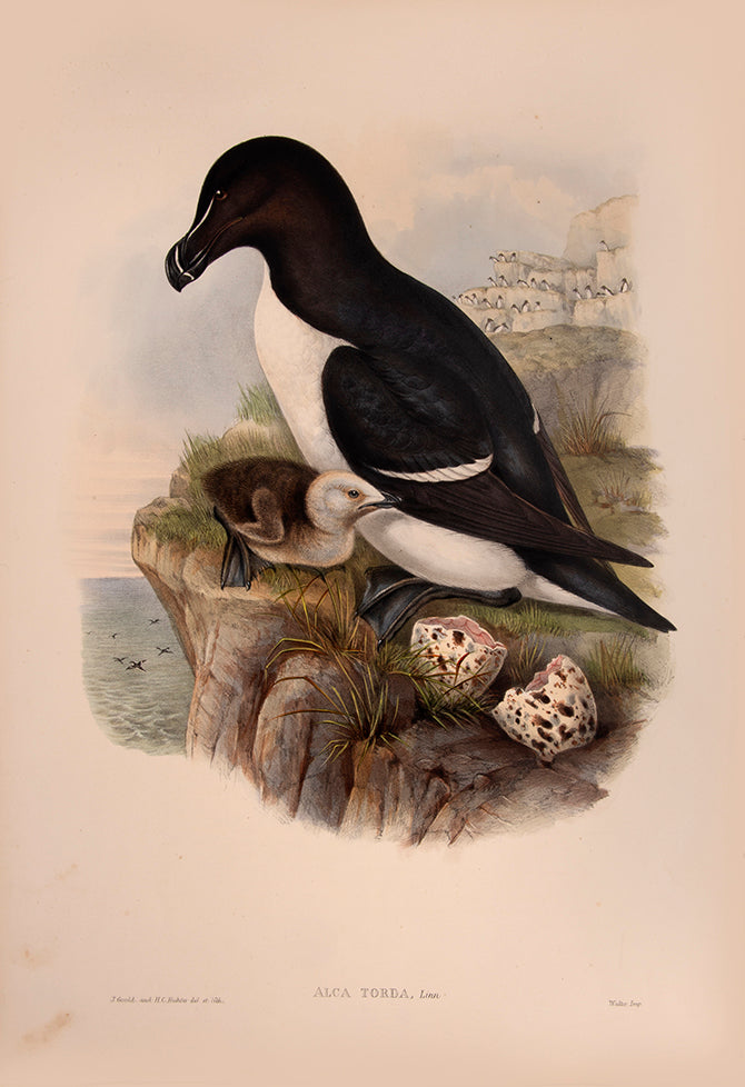 John Gould is widely considered the greatest and most ambitious of all Victorian ornithologists