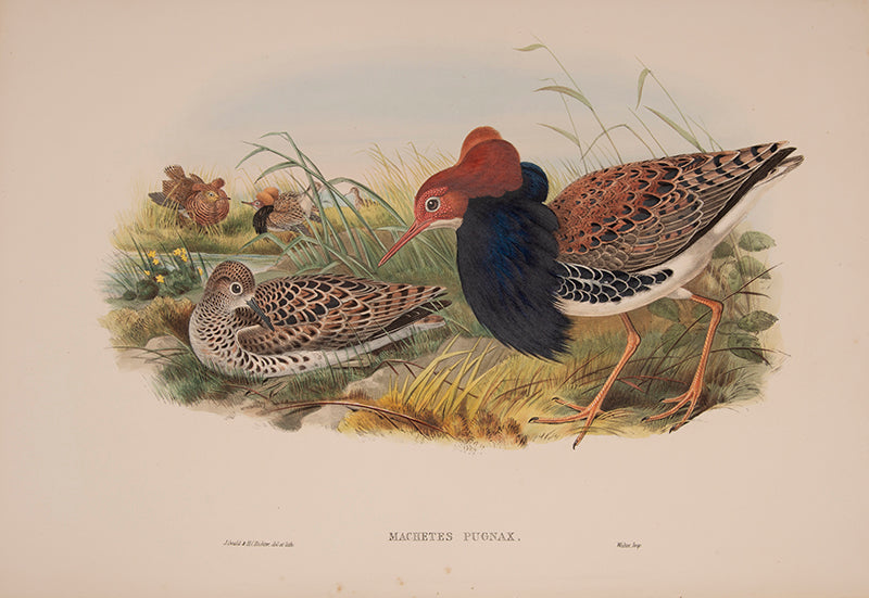 John Gould is widely considered the greatest and most ambitious of all Victorian ornithologists