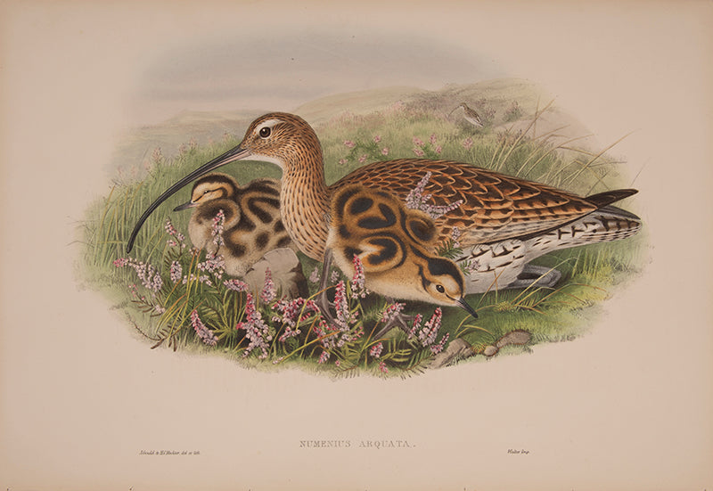 John Gould is widely considered the greatest and most ambitious of all Victorian ornithologists