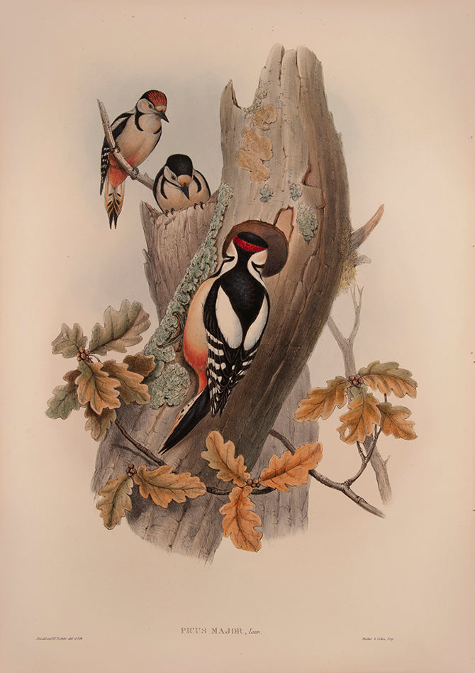 John Gould is widely considered the greatest and most ambitious of all Victorian ornithologists