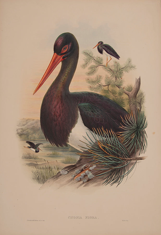 John Gould is widely considered the greatest and most ambitious of all Victorian ornithologists