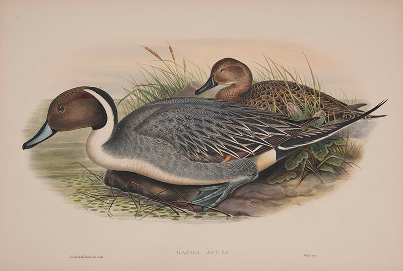 John Gould is widely considered the greatest and most ambitious of all Victorian ornithologists