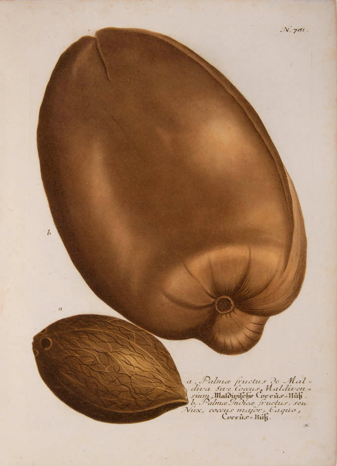 This was the first botanical series to use color-printed mezzotint successfully.