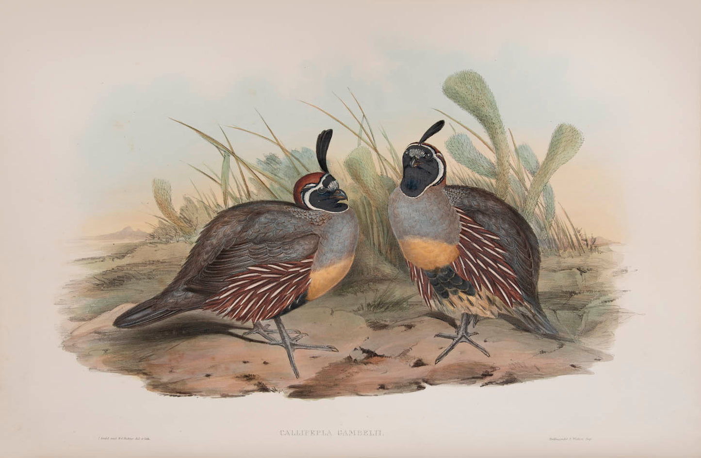 Rare example in original parts of John Gould's Partridges of America.