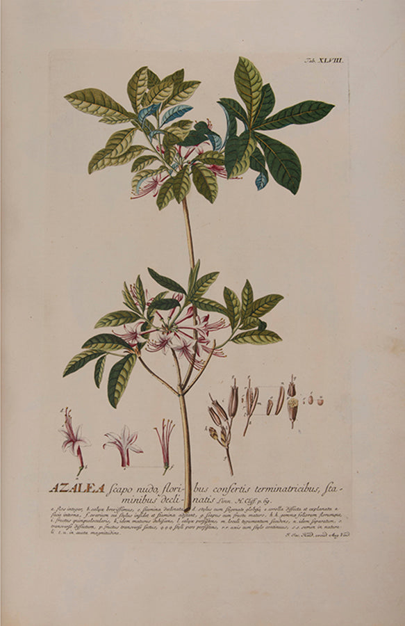Trew's Plantae Selectae is one of the greatest eighteenth-century botanical books, with 100 plates after paintings by Georg Dionysius Ehret.