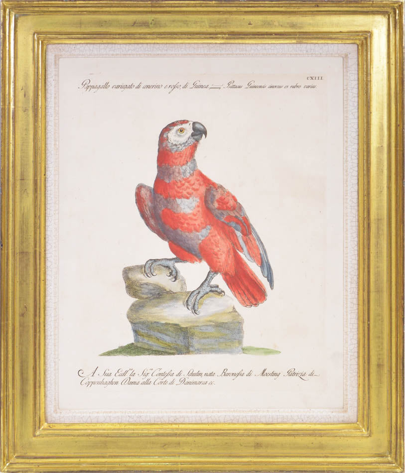 Storia naturale degli uccelli was one of the finest bird books issued to that date and one of the most sumptuous publications of the 18th century in Italy