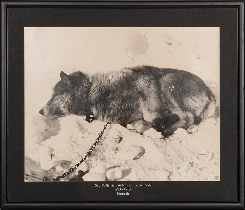 Classic Herbert Ponting photograph from Captain Scott's Terra Nova expedition (1910-1913), showing the Husky Stareek resting.