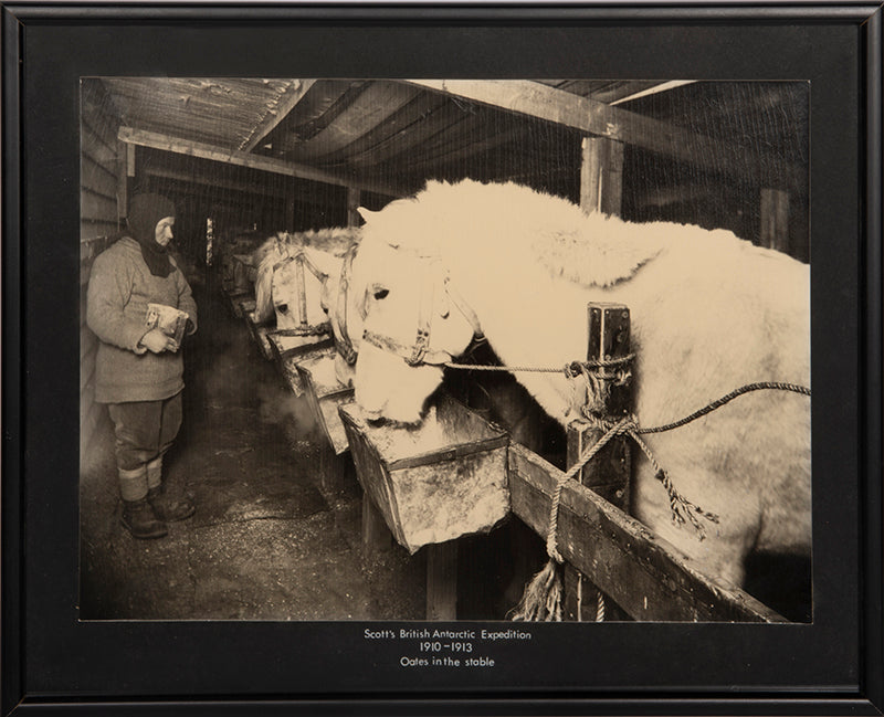 Classic Herbert Ponting photograph from Captain Scott's Terra Nova expedition (1910-1913), showing Capt. Oates with the ponies in the stable.
