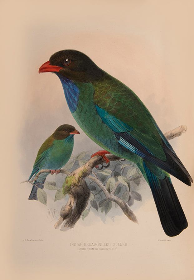 Keulemans was the last of the great bird illustrators. This beautifully illustrated work was intended by the author as a companion to his Meropidae.