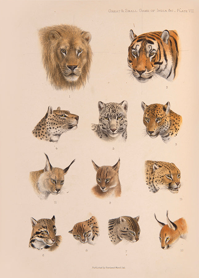 A sumptuous rendering of south Asia's wild game species in art and text. Lydekker describes more than seventy varieties of game with attendant notes