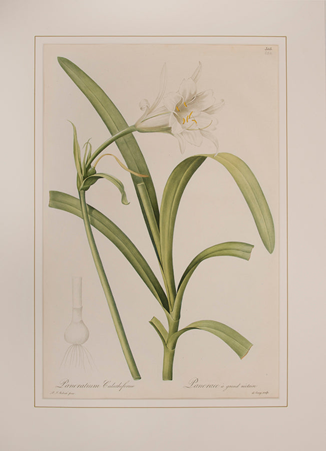 Pancratium Calathiforme