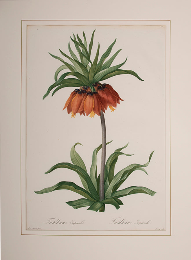Fritillaria Imperialis