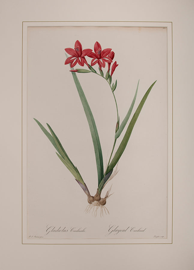 Gladiolus Cardinalis