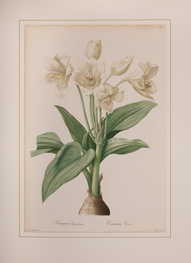Crinium Giganteum