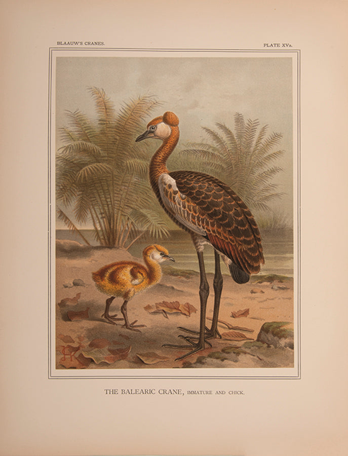 monograph on Cranes was originally the project of the director of the Amsterdam Zoo, G. F. Westerman. However, his untimely death led to Blaauw taking over