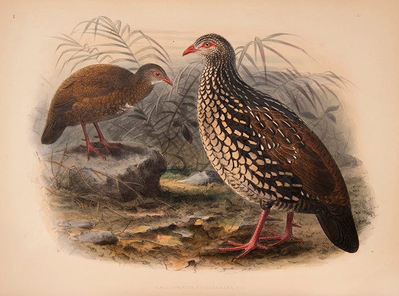 First Edition of Legge's important monograph on the 371 birds of Ceylon.