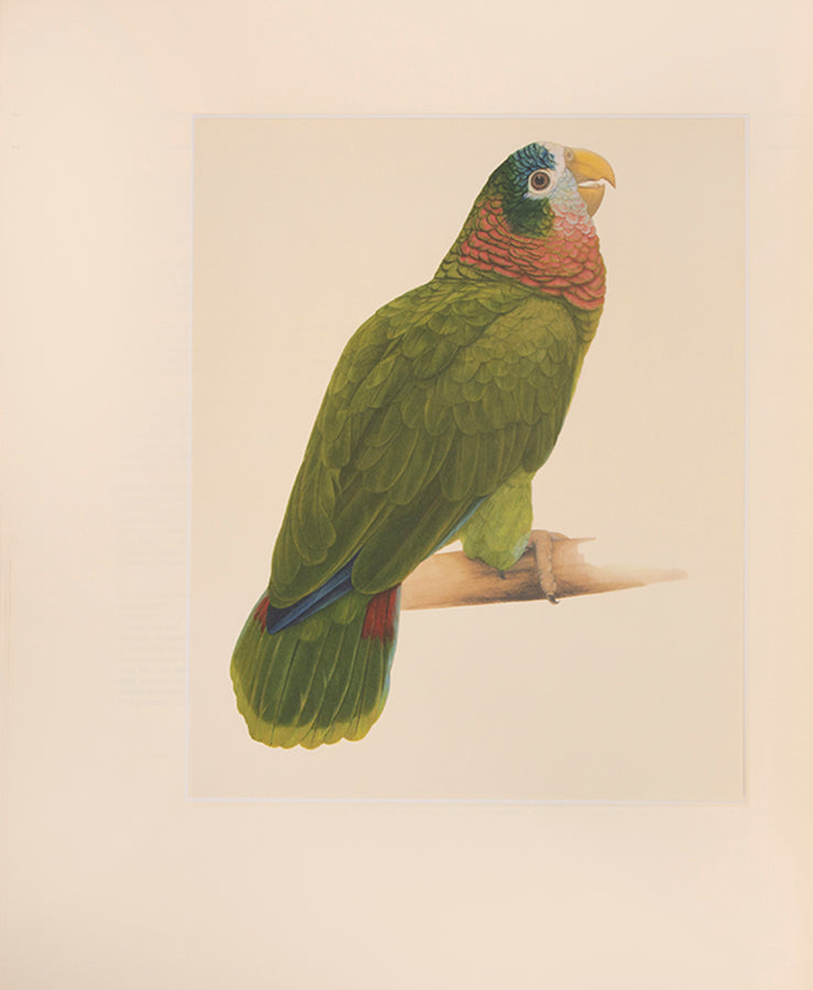 A signed limited edition issue of Elizabeth Butterworth's Amazon Parrots, illustrated with 28 colourplates on Mellotex paper.