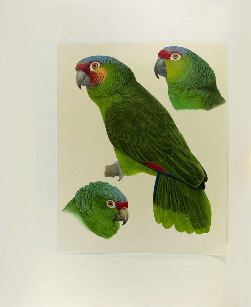 A signed limited edition issue of Elizabeth Butterworth's Amazon Parrots, illustrated with 28 colourplates on Mellotex paper.
