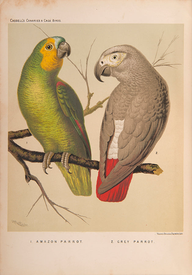 The Illustated Book of Canaries and Cage Birds, a beautifully illustrated introductory guide with 56 chromolithographed plates