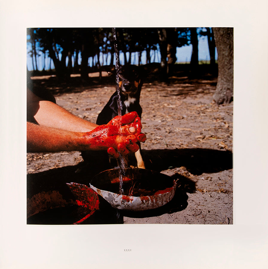Alessandra Sanguinetti's On the Sixth Day, set in the Buenos Aires province Partido de Guido, explores the interdependent relationship between local farmers and the animals they raise for food.