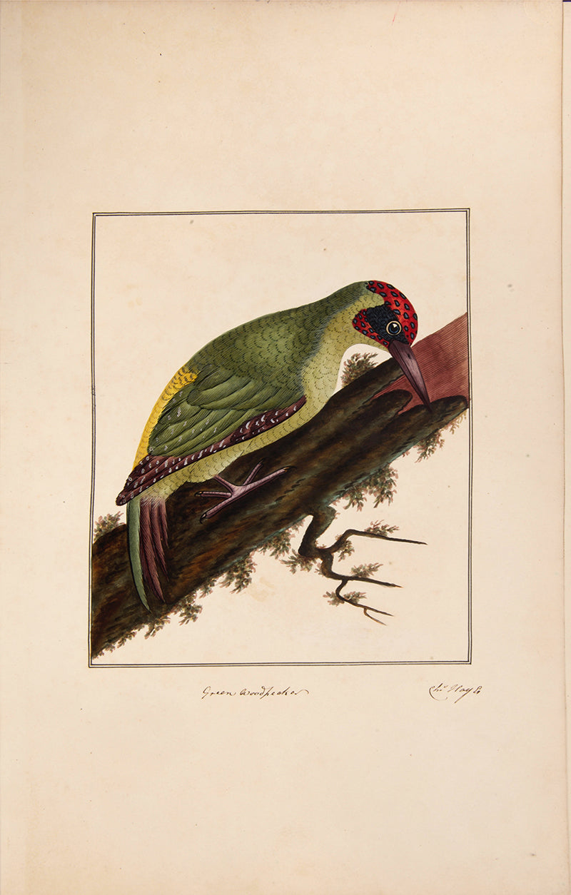 A rare and extremly fine collection of 115 watercolours by the noted ornithological artist Charles Hayes, produced between 1808 and 1813.