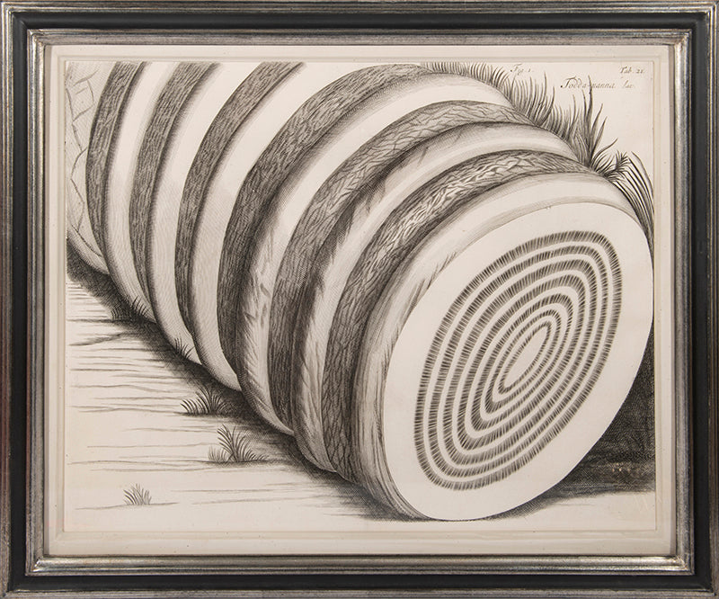 Three engraved double-page plates from Hortus Malabaricus 1678.<br />Framed and glazed.