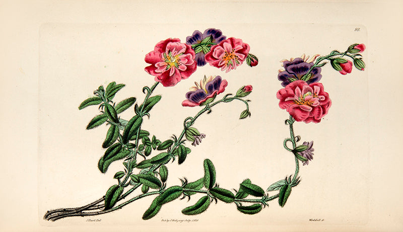 Cistus species are upright evergreen shrubs, having mostly pink or purple flowers, which resemble roses.