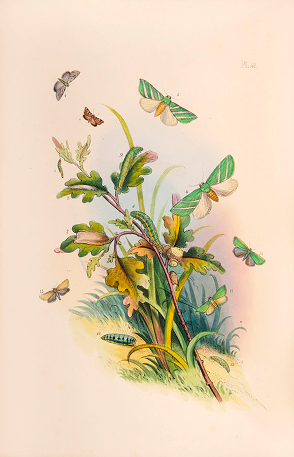 One of the most attractive natural history books of the period, the moths and caterpillars set against attractive backgrounds.