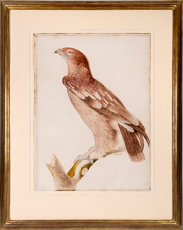 Three watercolours with gouache highlights on the pencil line by Jacques Barraband from circa 1801.