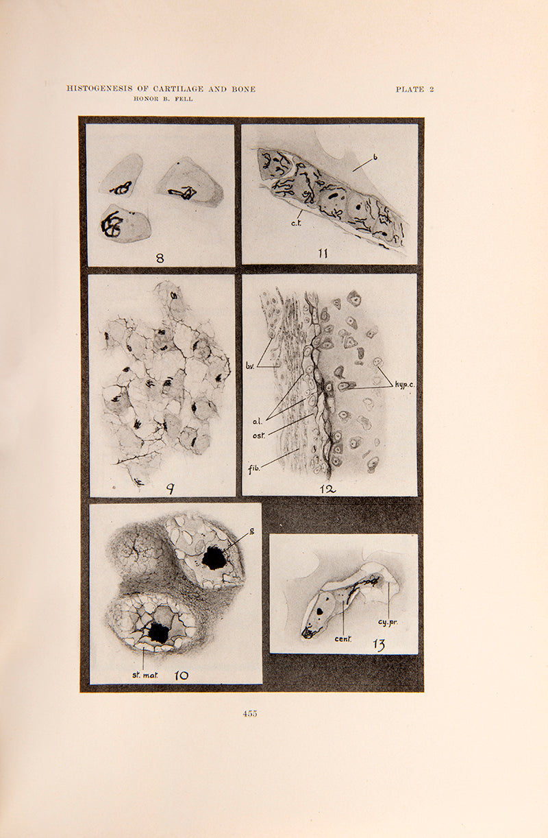 Rare offprint of the first major work by prominent cell biologist and tissue culture pioneer Honor B. Fell, The Histogenesis of Cartilage and Bone, 1925.
