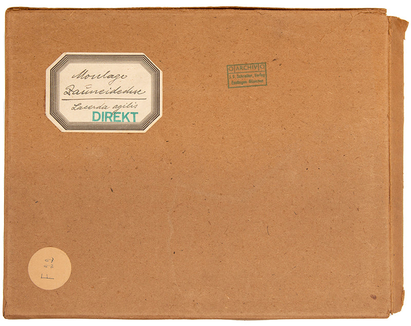 Uncommon, early-20th century relief sculpture of frog anatomy. The publisher's archive copy in the original box.