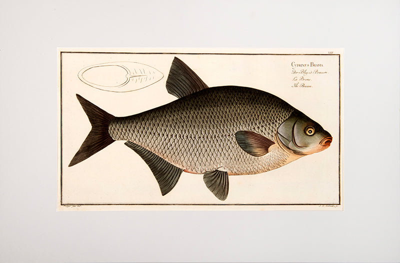 Plate XIII. Cyprinus Brama. Der Bley.od Brassem. La Brehme. The Bream.
